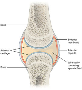 What-is-the-Difference-Between-Glucosamine-Sulfate-and-Glucosamine-Chondroitin_Figure1-271x300.jpg