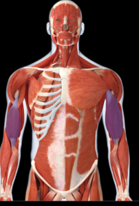 Bicepsz-brachii-202x300.png