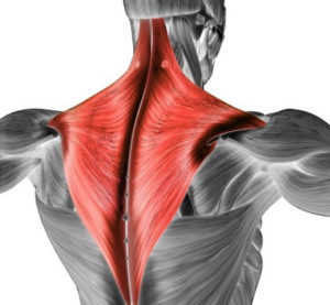 trapezius-pain-300x277.jpg
