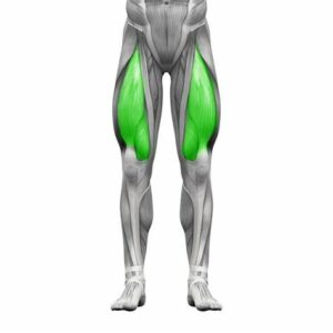 quadriceps-300x300.jpg